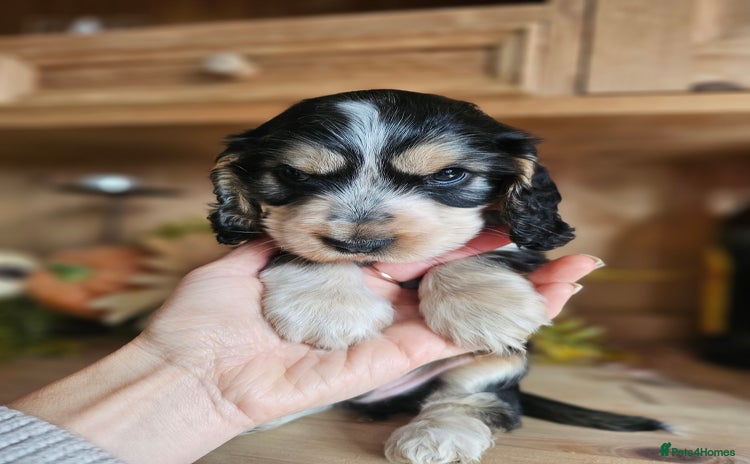 Cocker Spaniel dogs for sale - Advert 1