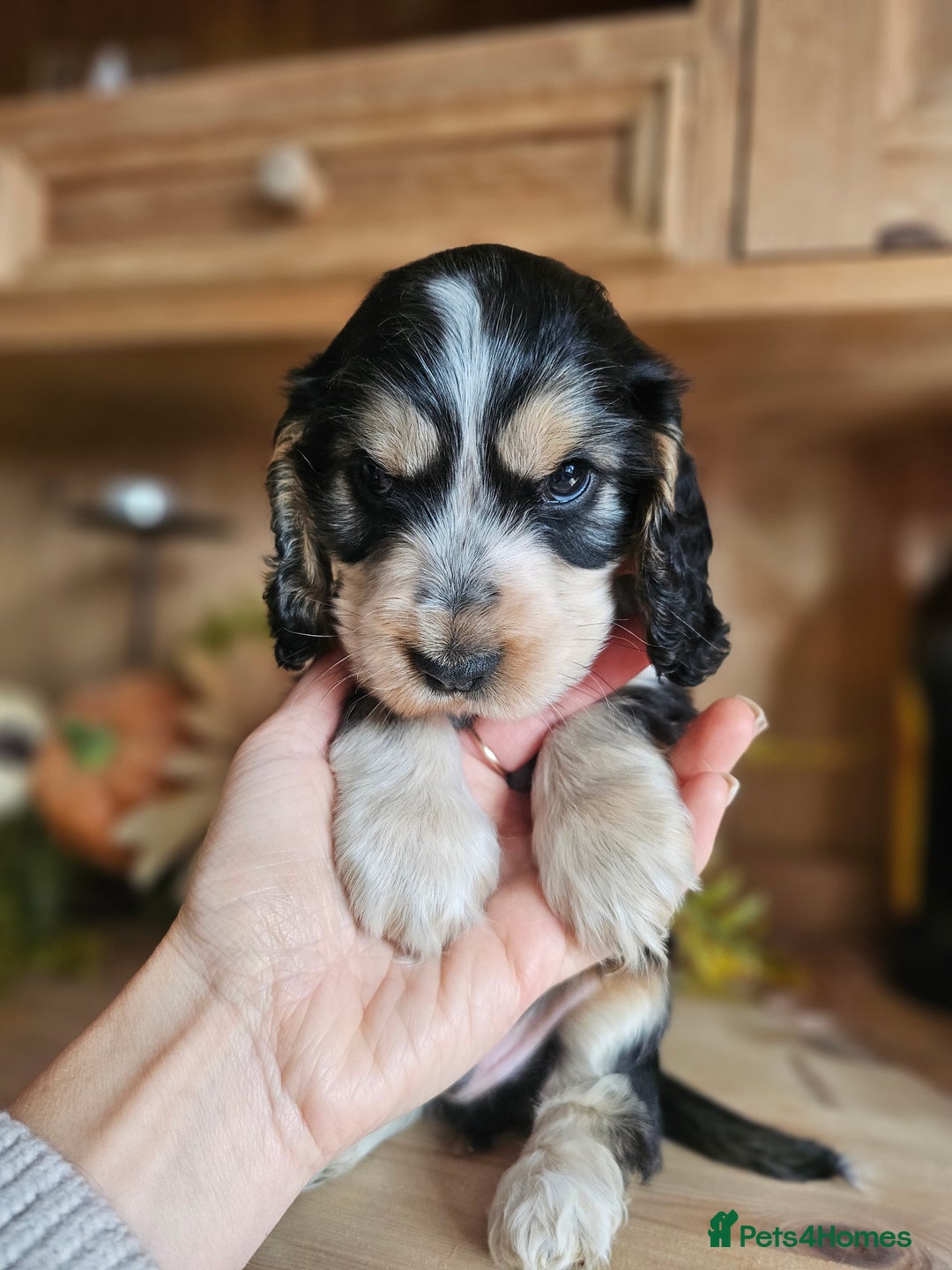 Cocker Spaniel dogs for sale: KC show cocker spaniel puppies - Image 1