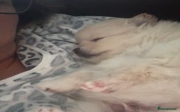 Pomeranian dogs for sale: 2 beautiful teddy bears poms  - Image 12