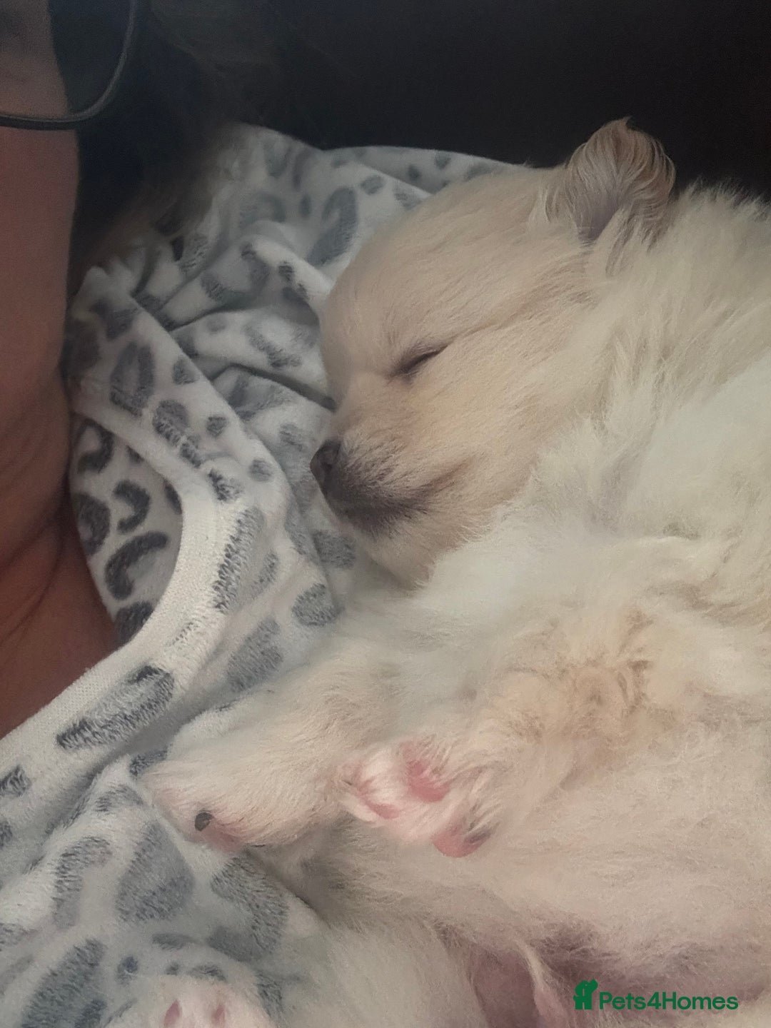 Pomeranian dogs for sale: 2 beautiful teddy bears poms  - Image 12