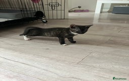 Russian Blue cats for sale: Silver tabby black tabby kittens  - Image 4