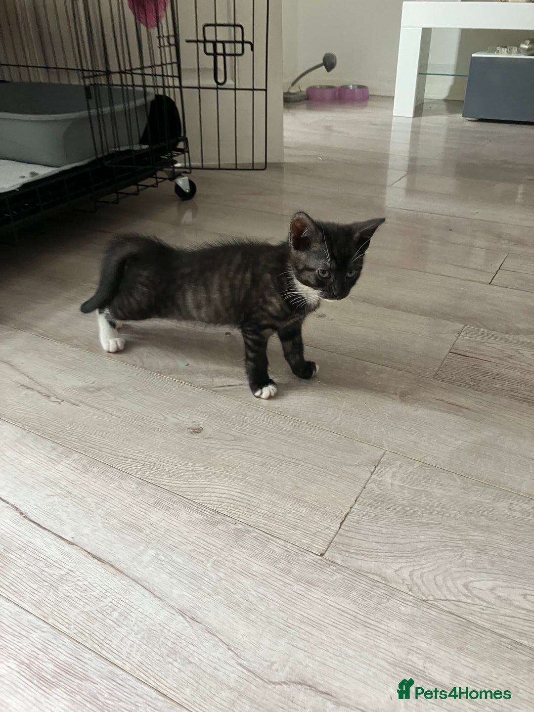 Russian Blue cats for sale: Silver tabby black tabby kittens  - Image 4