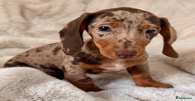 Miniature Dachshund dogs - Advert 7