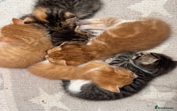Persian cats for sale:  6 Persian kittens  - Image 4
