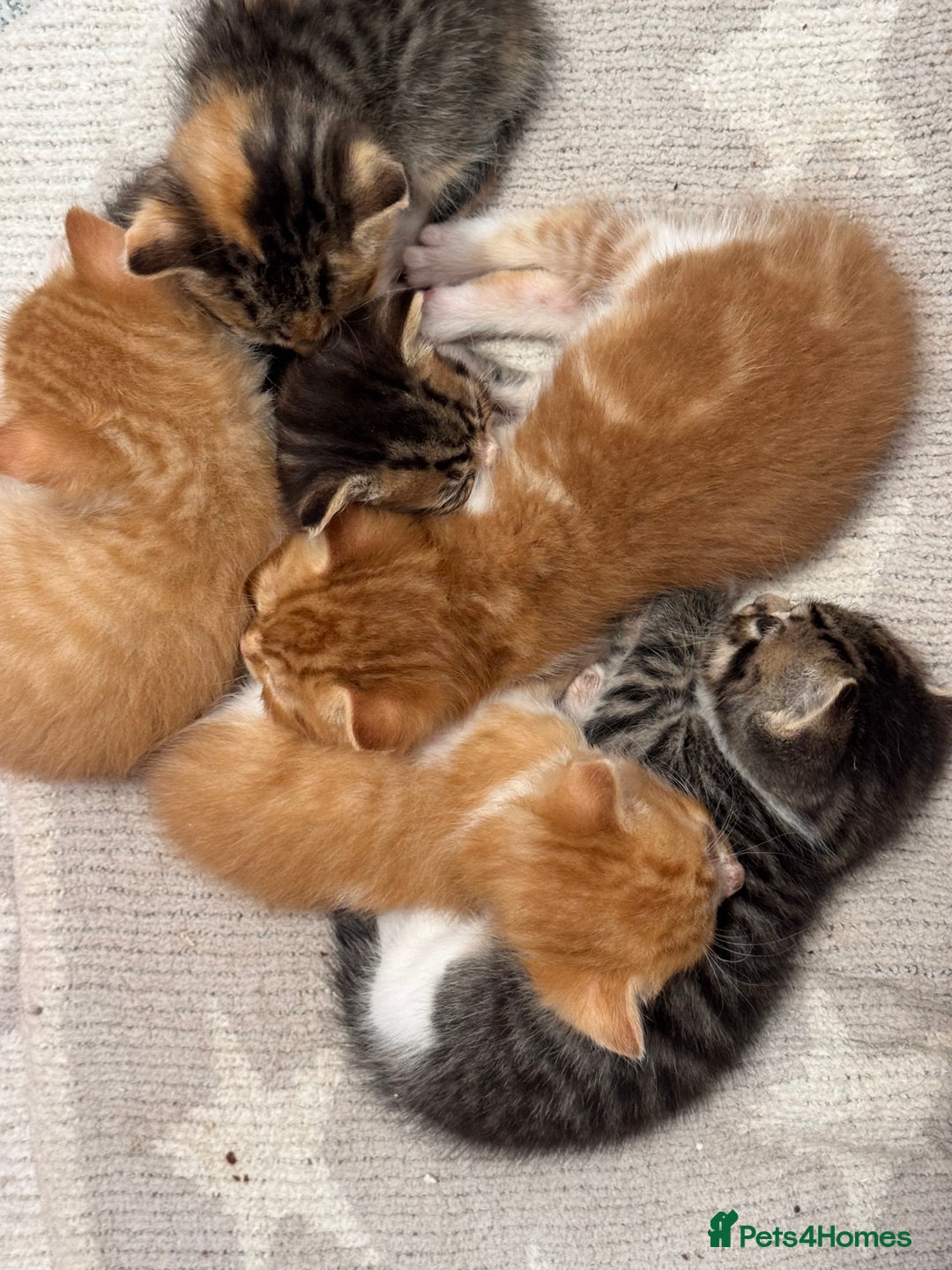 Persian cats for sale:  6 Persian kittens  - Image 4