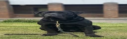 Cane Corso dogs for sale: Cane corso  - Advert 3