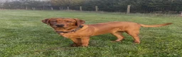 Labrador Retriever dogs for sale: KC Reg Dark Fox Red Labrador Puppies Health Tested - Advert 16