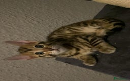 Bengal cats for sale: MIXED BENGAL KITTENS - Image 17