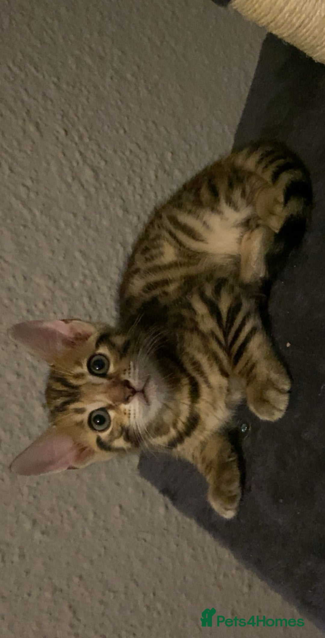 Bengal cats for sale: MIXED BENGAL KITTENS - Image 17