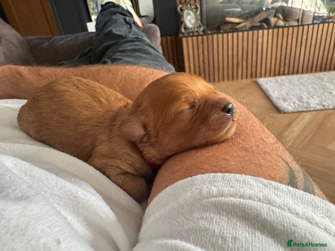 Cavapoo dogs for sale: Cavapoo puppies  - Image 3