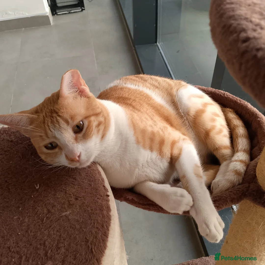 Arabian Mau cats for adoption: Monica - Advert 6