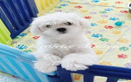 Maltese dogs for sale: KC Reg Korean type- Maltese Puppies by Emperatrice - Image 13