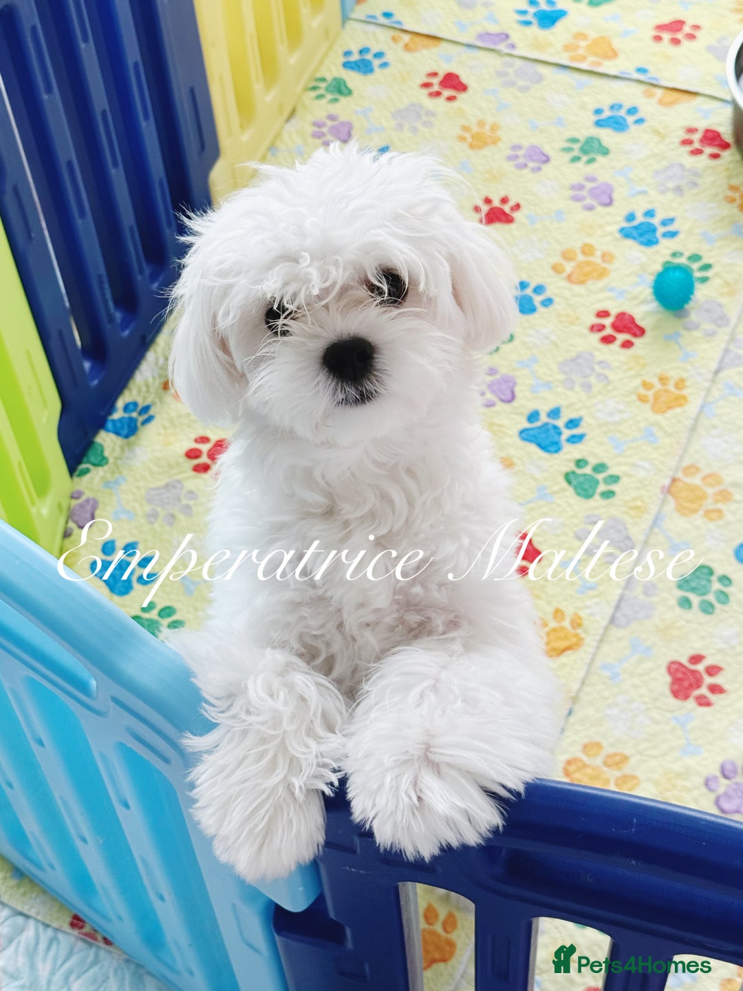 Maltese dogs for sale: KC Reg Korean type- Maltese Puppies by Emperatrice - Image 13