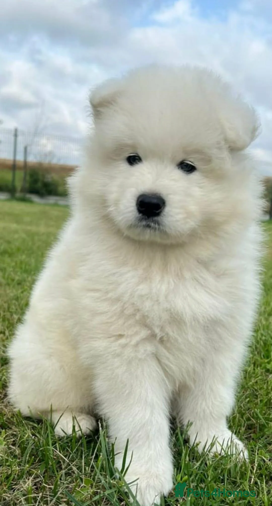 Samoyed dogs for sale: Samoyed puppy KC in Brandon - Advert 10