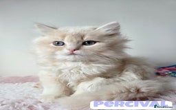 British Shorthair cats for sale: 💙British Longhair Babies, Ready to Leave 🏡 🧡 - Image 2