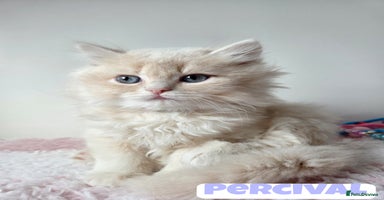 British Shorthair cats - Advert 1