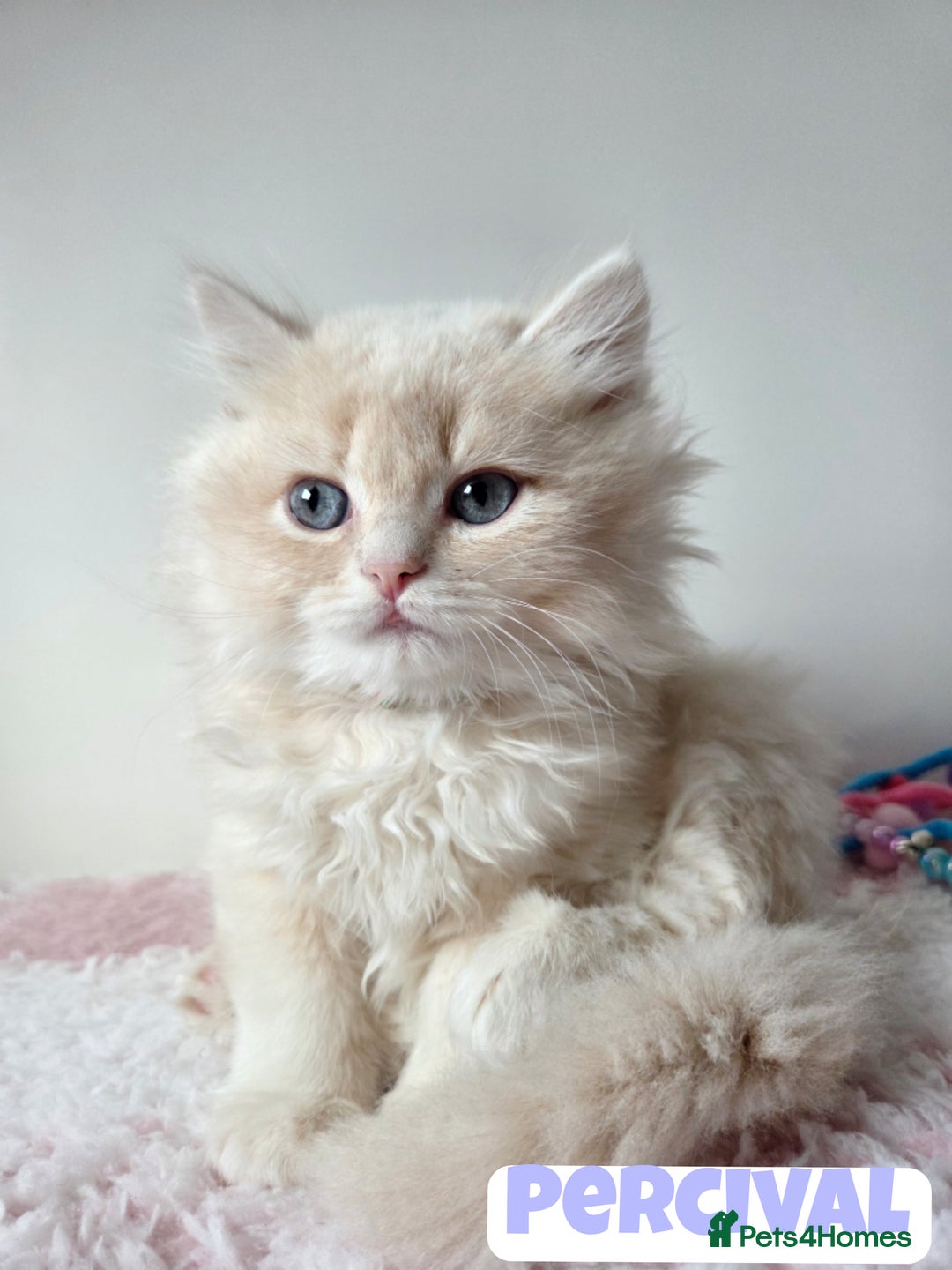 British Shorthair cats for sale: 💙British Longhair Babies, Ready to Leave 🏡 🧡 - Image 2
