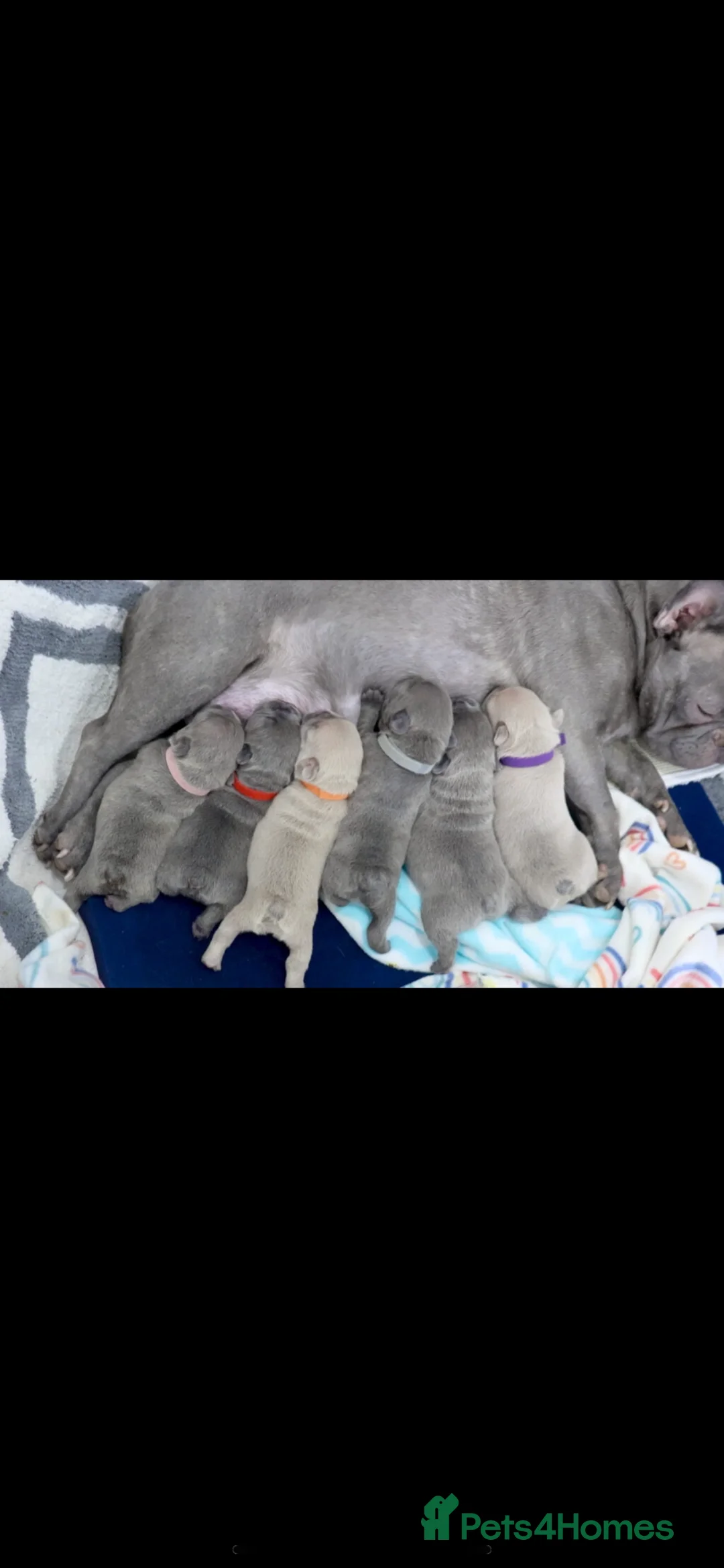 French Bulldog dogs for sale: French bulldog  - Advert 4