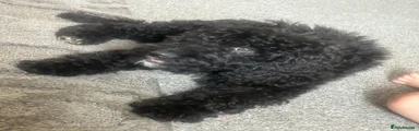 Cockapoo 4