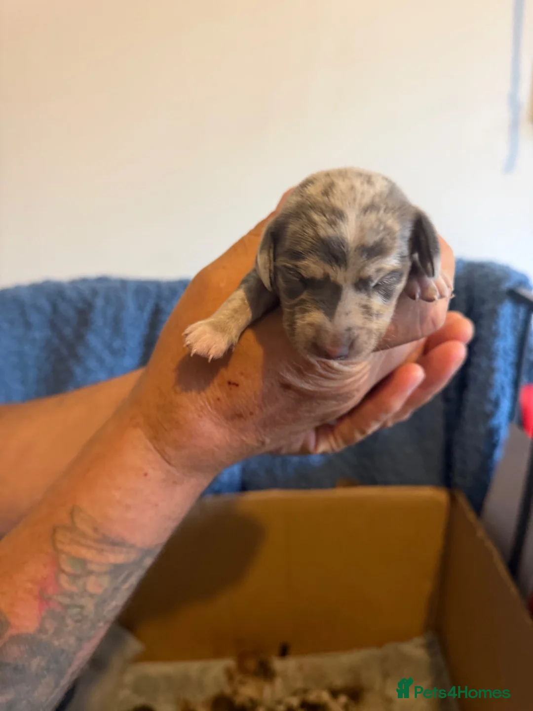 Miniature Dachshund dogs for sale: Miniature dachshund  - Advert 1
