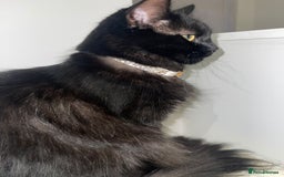 Norwegian Forest Cat cats for sale: Norwegian Forrest kittens 🐈‍⬛  - Image 7