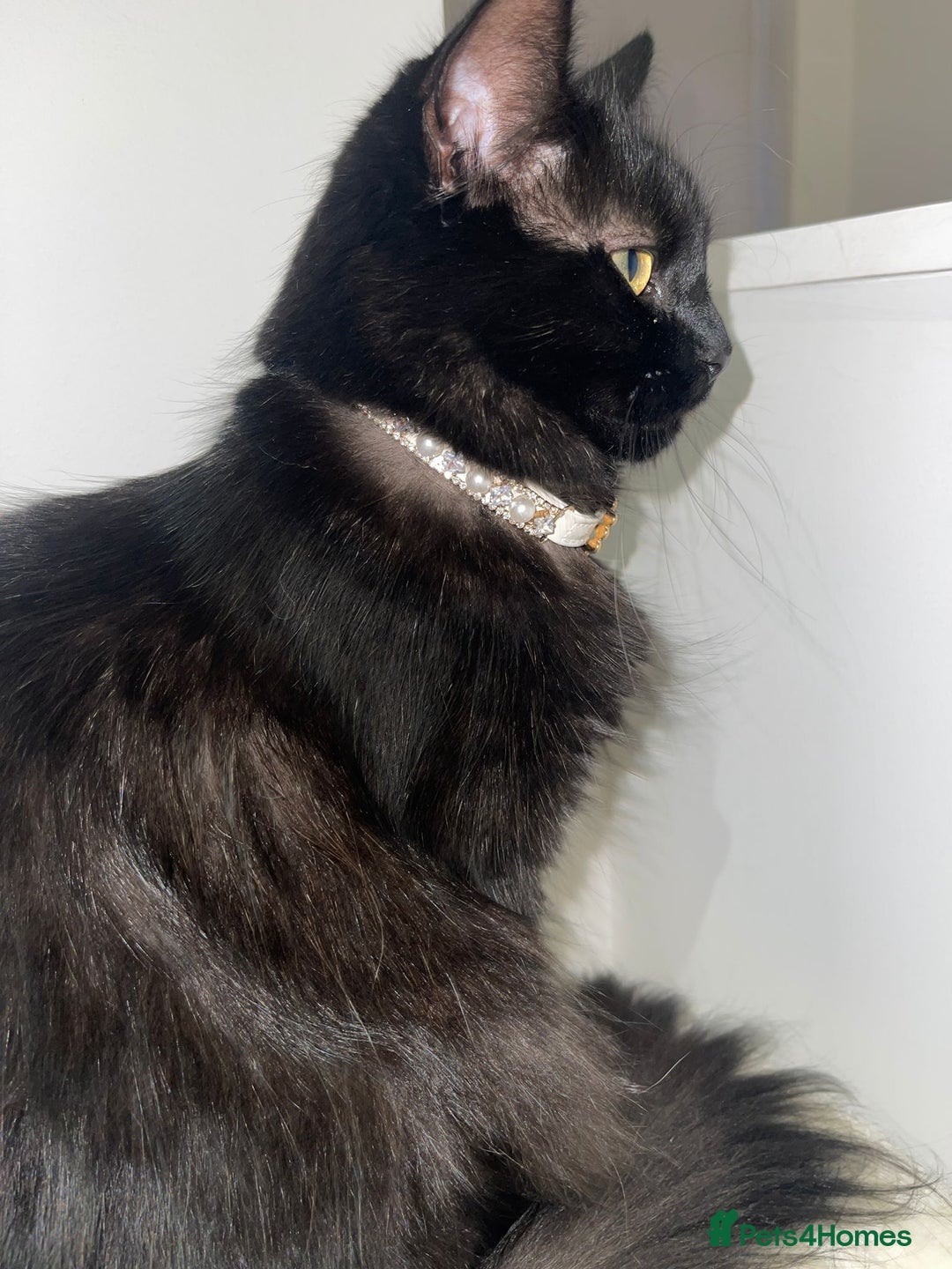 Norwegian Forest Cat cats for sale: Norwegian Forrest kittens 🐈‍⬛  - Image 7