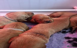 Labrador Retriever dogs for sale: Beautiful Red Fox Labrador Pups – 4 Boys & 4 Girls - Image 9