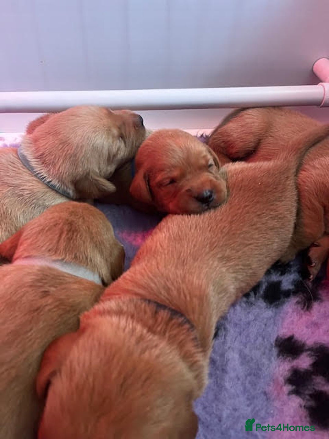 Labrador Retriever dogs for sale: Beautiful Red Fox Labrador Pups – 4 Boys & 4 Girls - Image 9