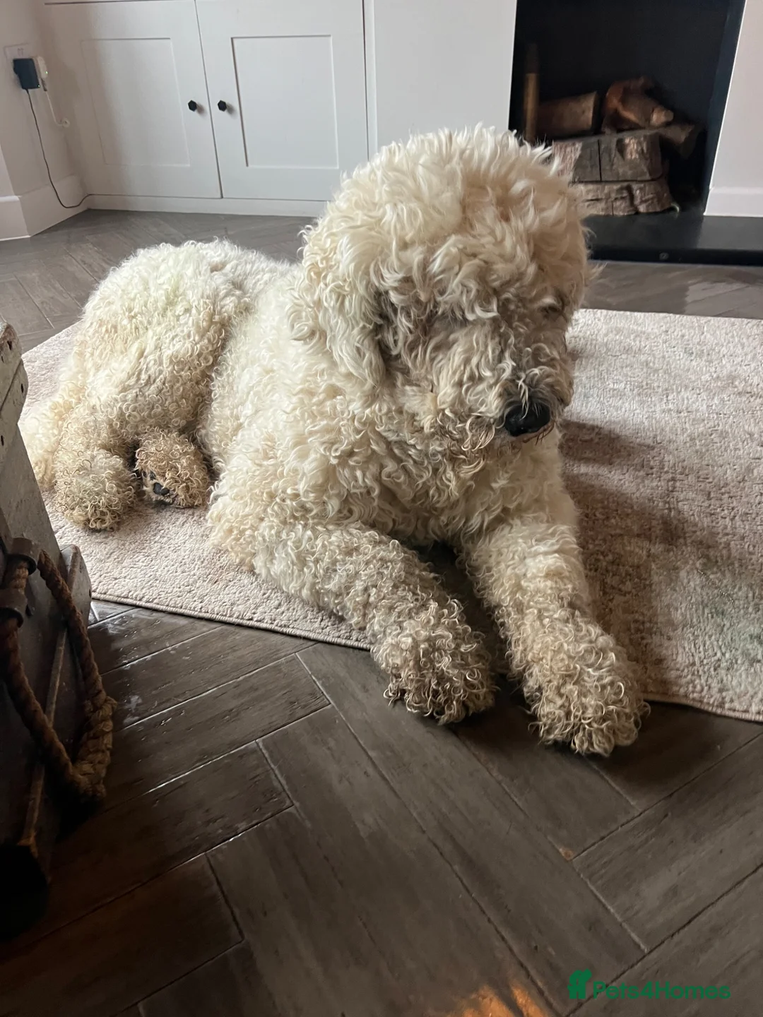 Komondor dogs for sale: Male Komondor in Chelmsford - Advert 1
