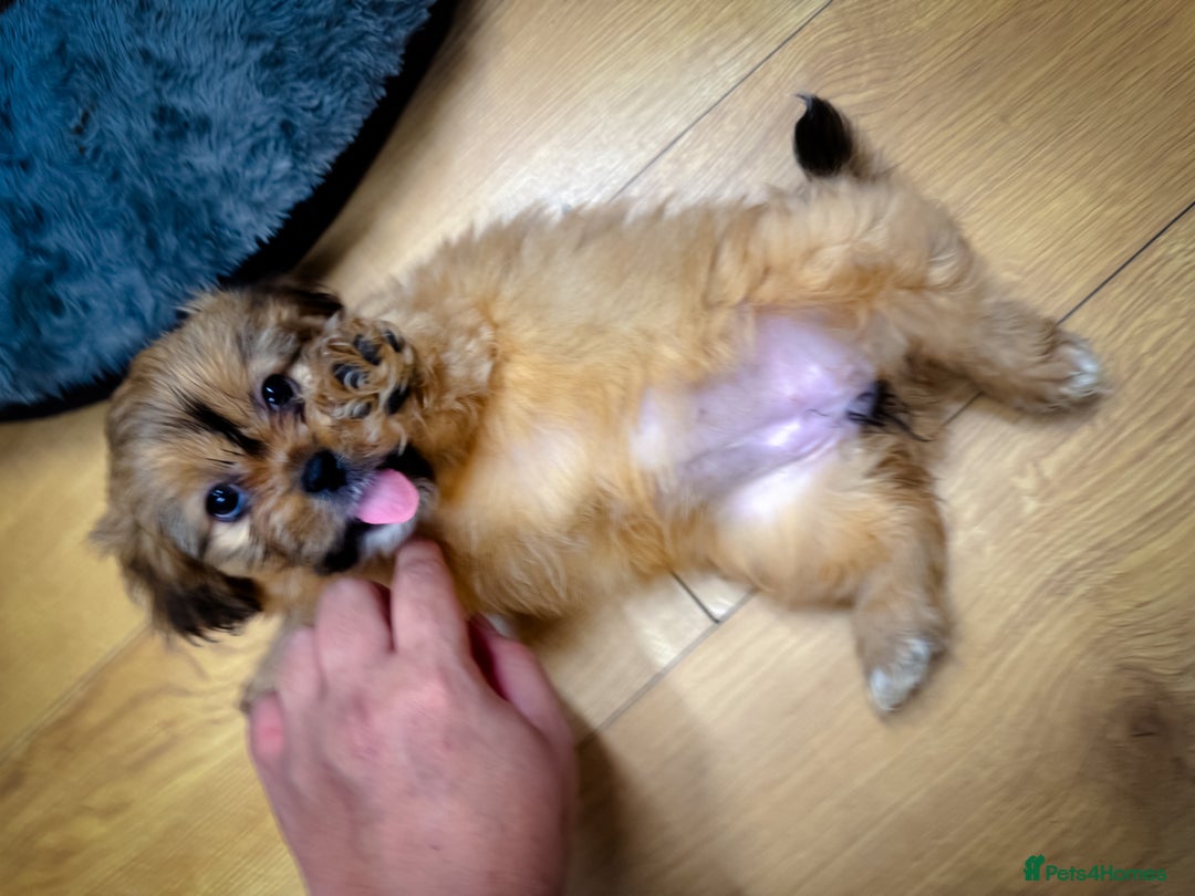 Mixed Breed dogs for sale: 🐶 Adorable Mixed-Breed Puppies Looking for Homes - Advert 9