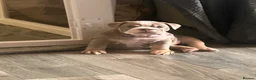 English Bulldog dogs for sale: Winnie’s amazing litter of 6 beautiful babies - Advert 30