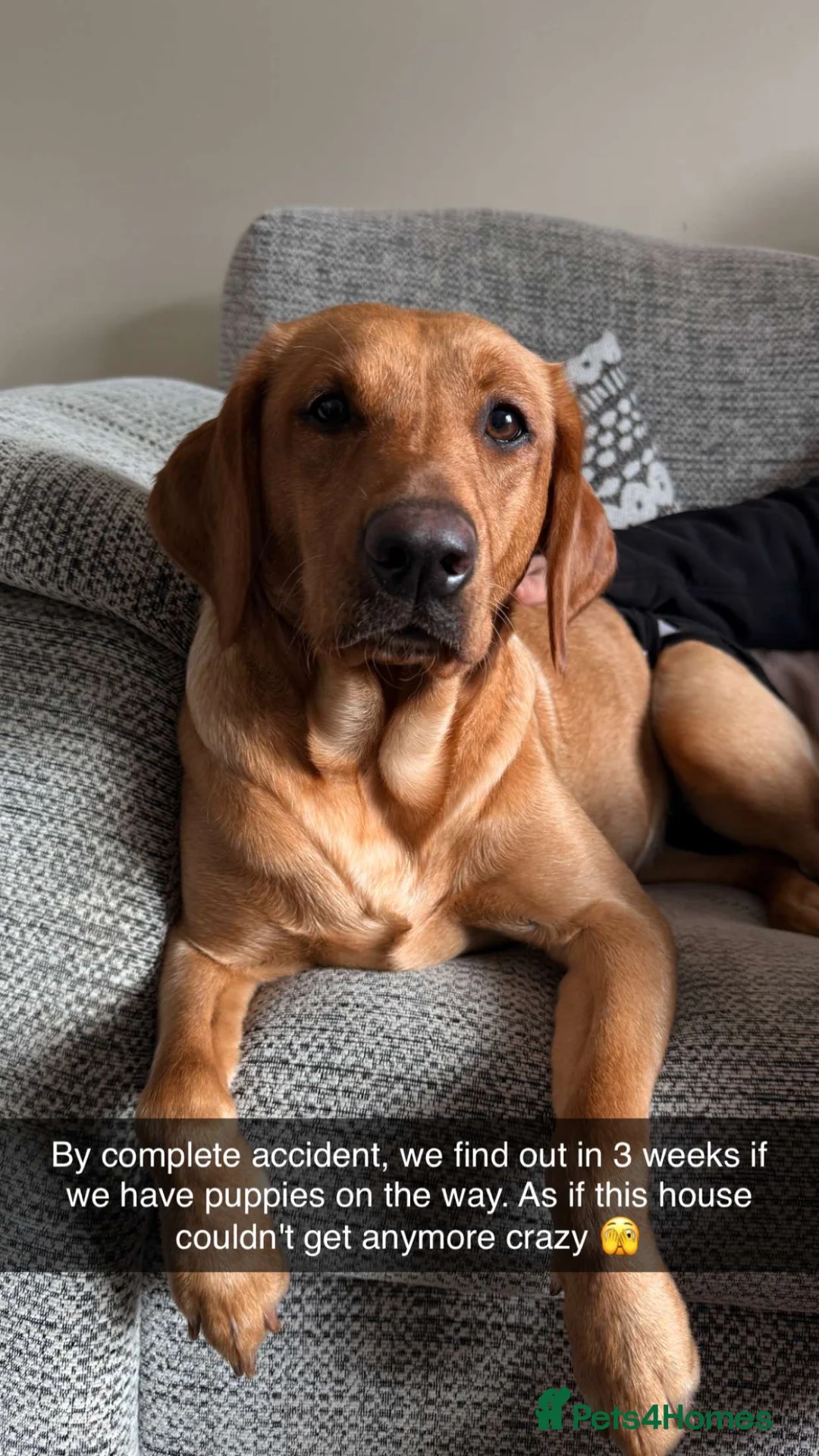 Labrador Retriever dogs for sale: Beautiful Labrador Puppies  - Advert 1