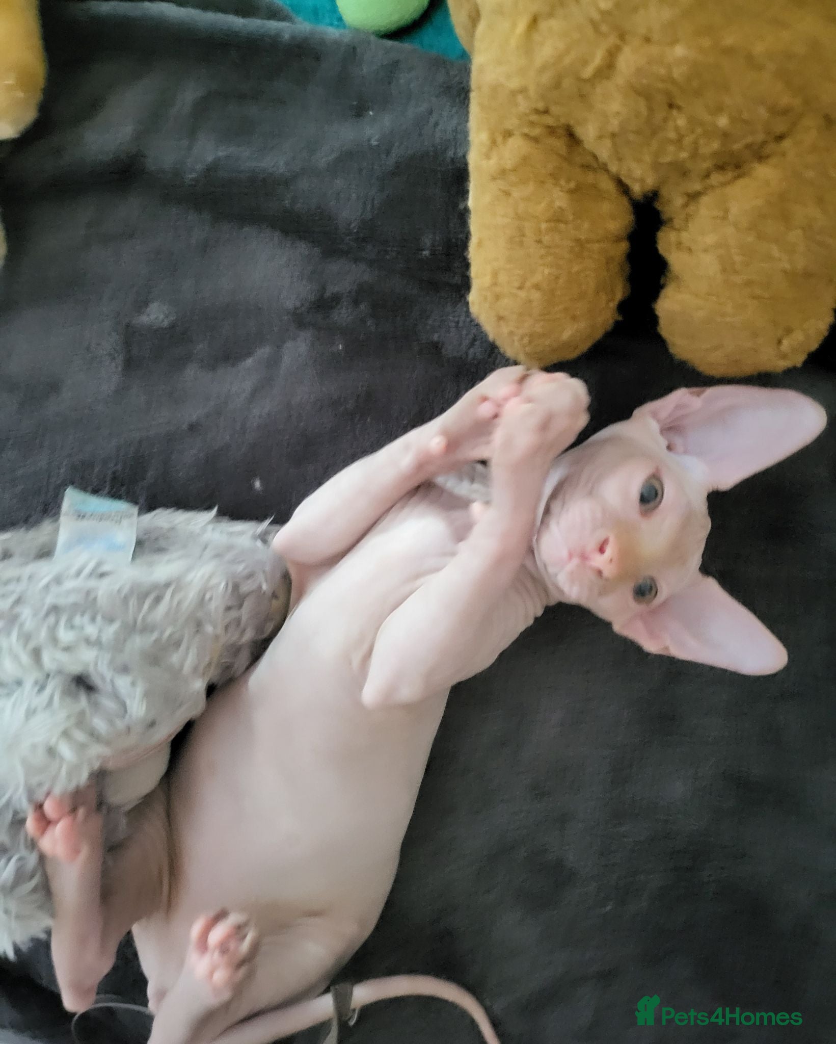Sphynx cats Last Canadian Sphynx looking for my forever home - Advert 20