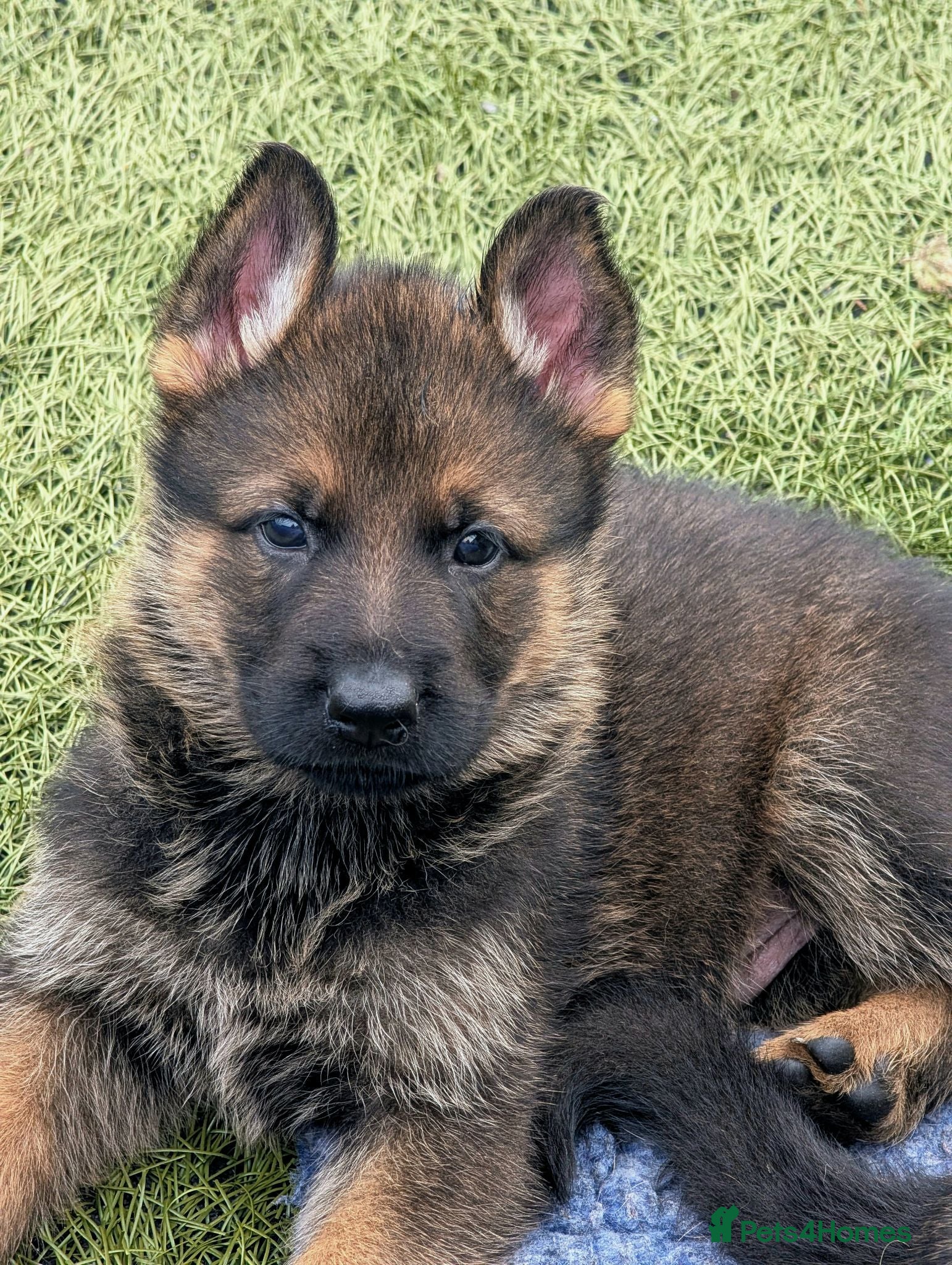 German Shepherd dogs K.C. reg GSD pups - Advert 1