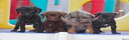 Mixed Breed dogs for sale: READY NOW PATTERPOO BABIES  - Advert 8