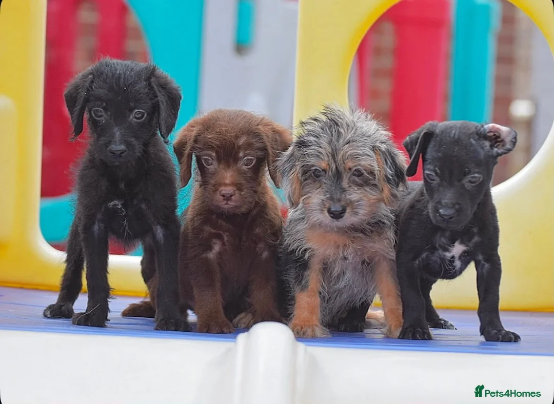 Mixed Breed dogs for sale: READY NOW PATTERPOO BABIES  - Advert 8