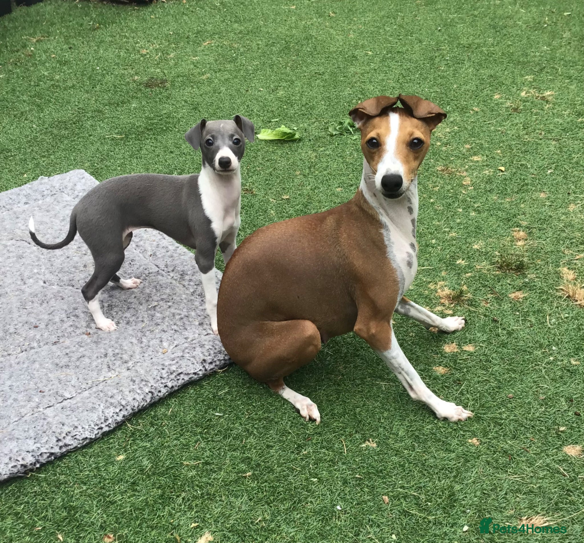 Italian Greyhound dogs Excellent all American pedigree - Advert 11