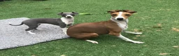 Italian Greyhound dogs for sale: Excellent all American pedigree - Advert 1