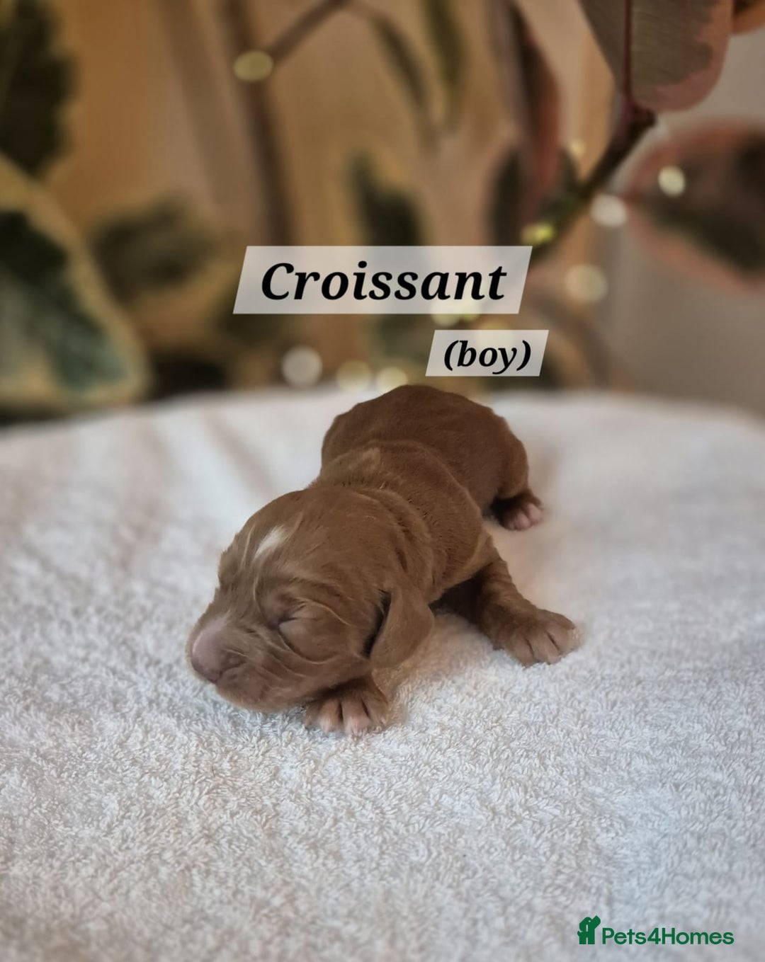 Cocker Spaniel dogs for sale: Beautiful and new - working cocker spaniel puppies - Advert 21