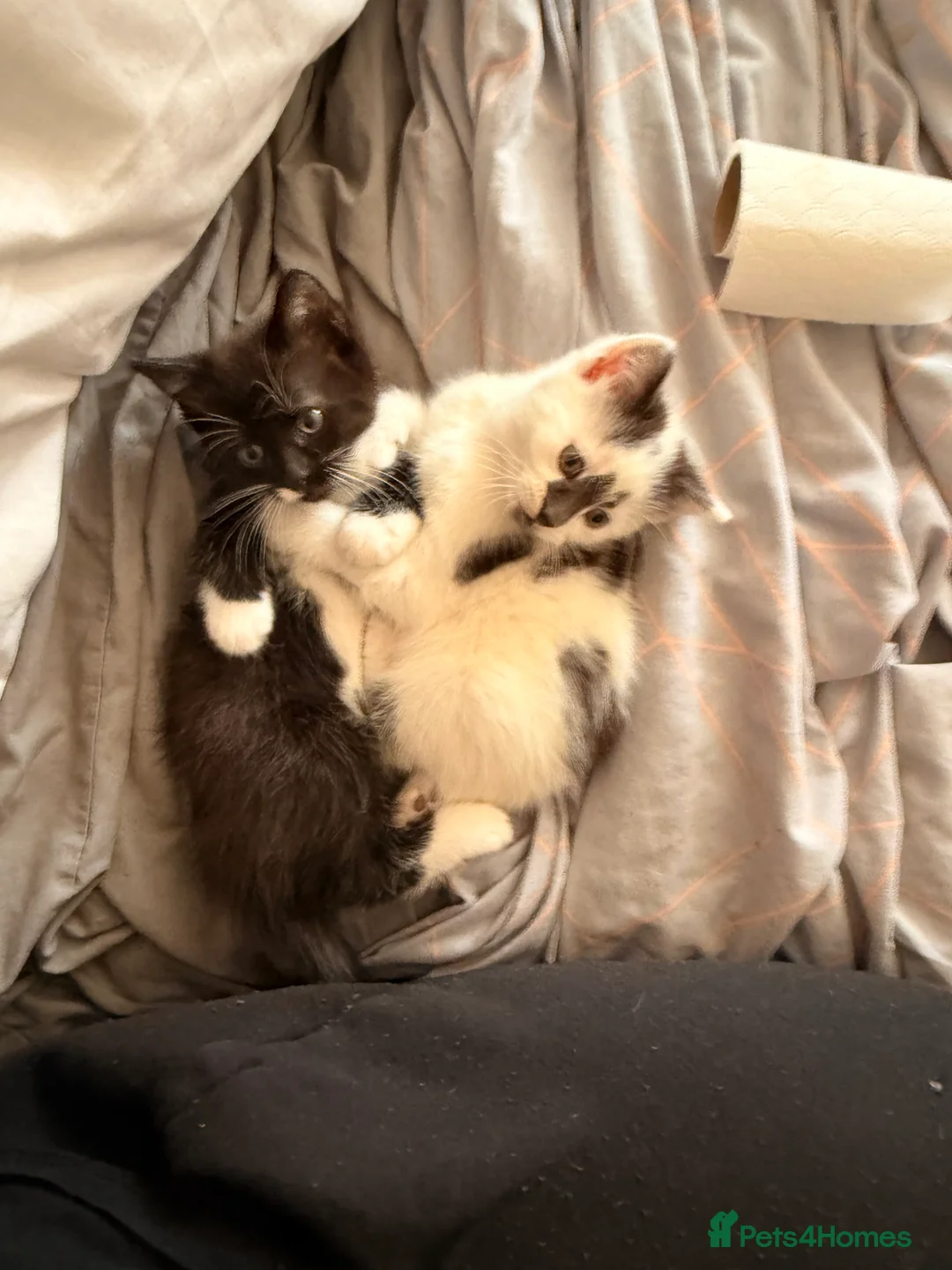 Mixed Breed cats for sale: 3 super friendly girls  - Advert 16