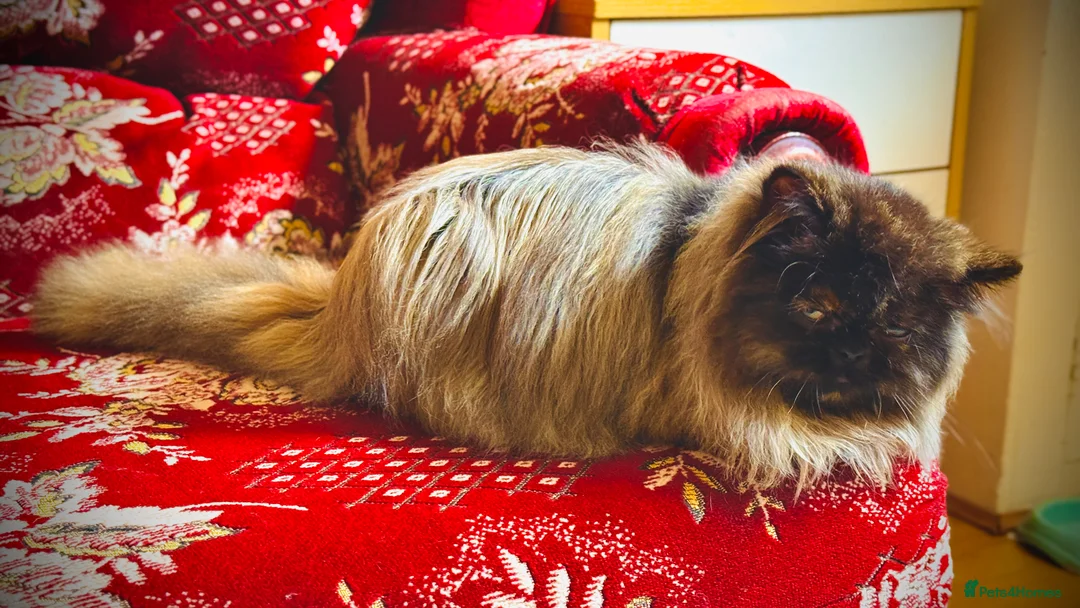 Persian cats for sale: 1 year old Females  - Advert 2