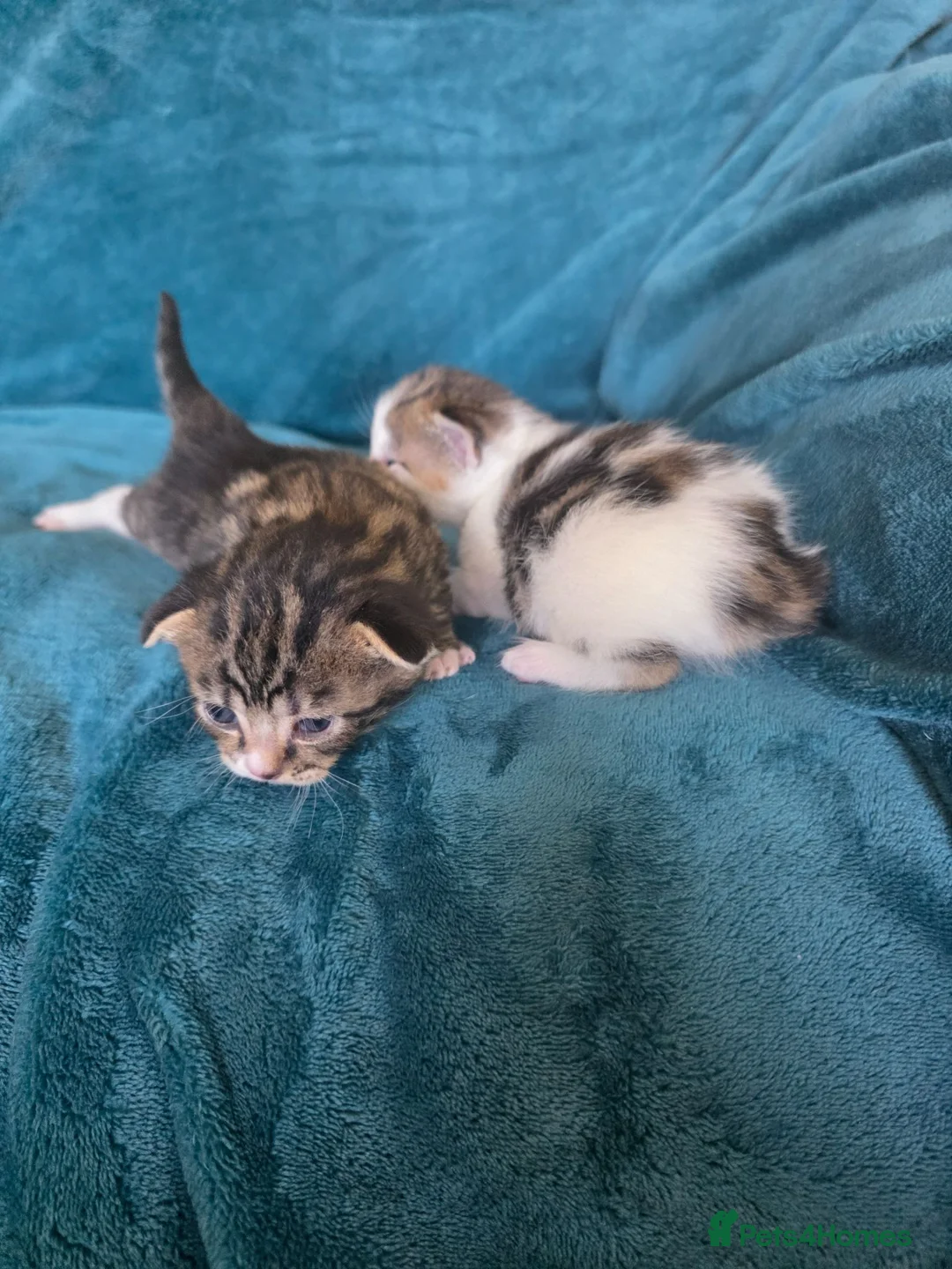 Persian cats for sale: Persian x British shorthair  - Advert 2
