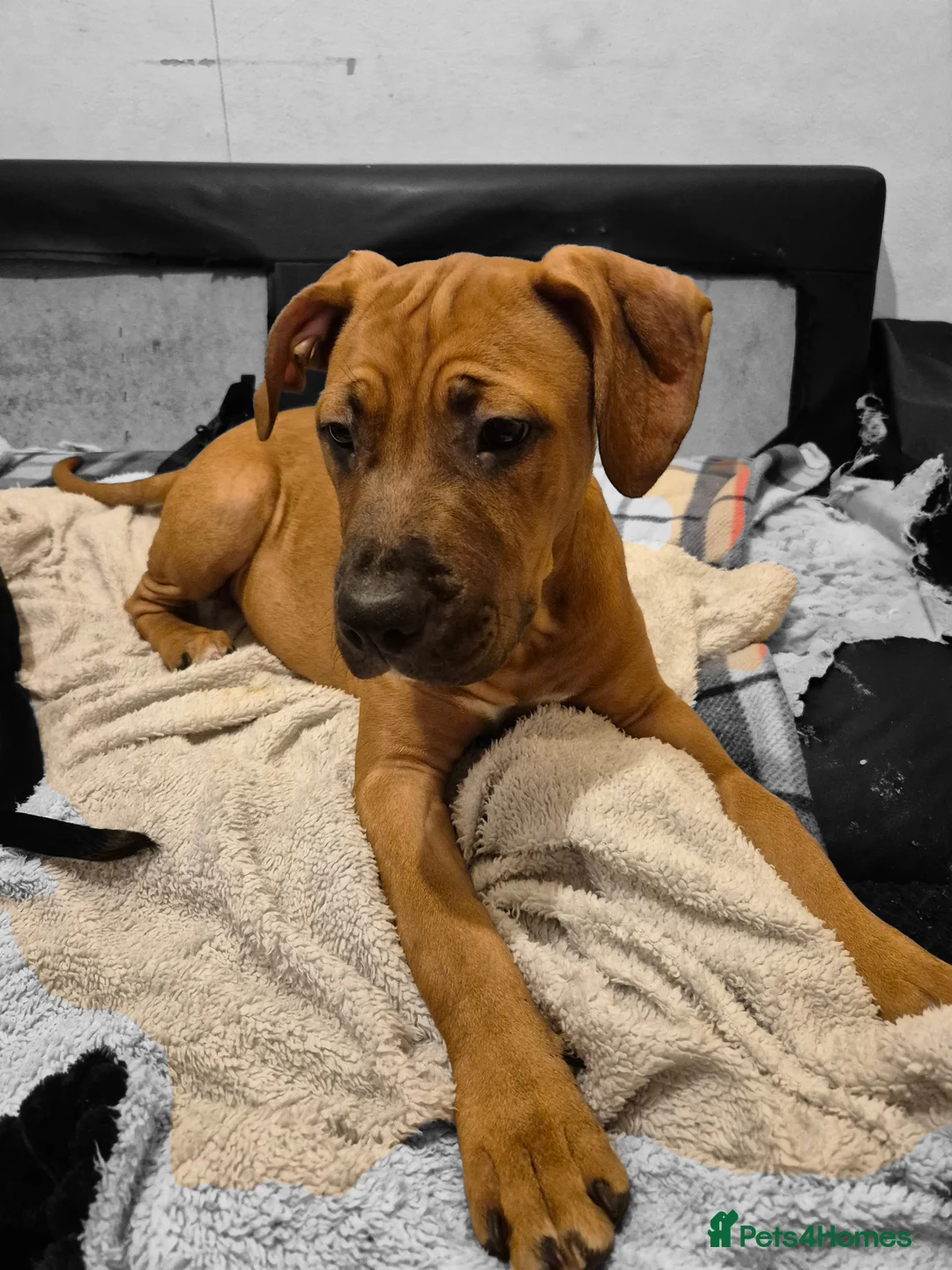 Mixed Breed dogs for sale: Bullmastiff Cross Puppies  - Advert 16