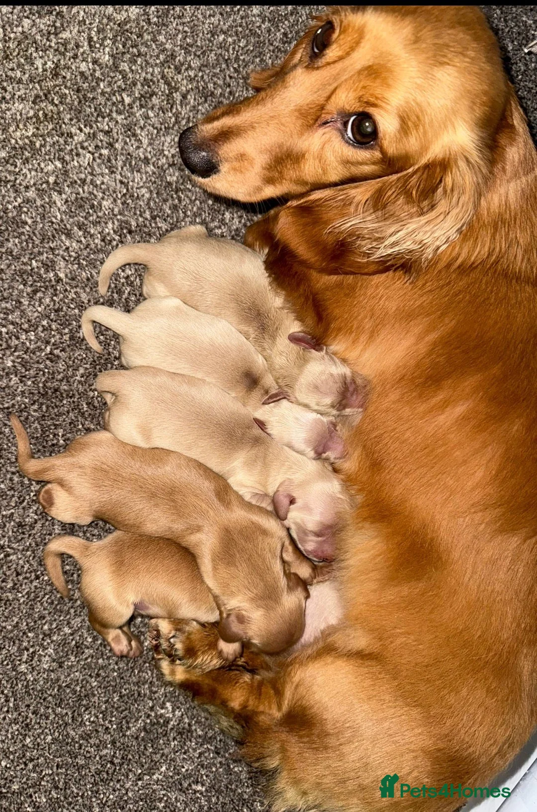 Miniature Dachshund dogs for sale: 🧡💛Stunning Longhaired Dachshund Puppies💛🧡 - Advert 7