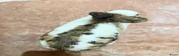 Mixed Breed rabbits for sale: Beautiful Tri-Coloured Buck in Keighley - Advert 8