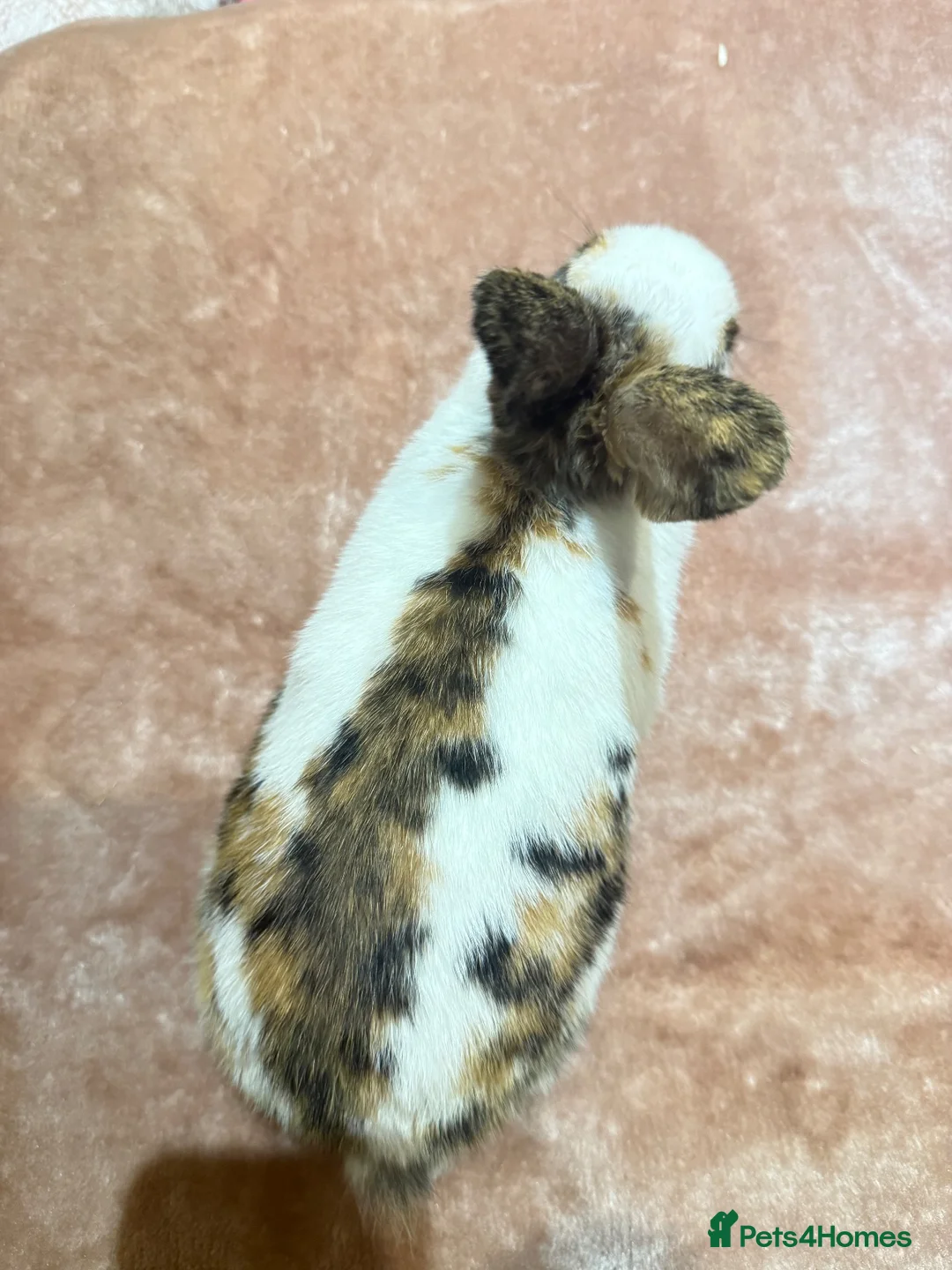 Mixed Breed rabbits for sale: Beautiful Tri-Coloured Buck in Keighley - Advert 8
