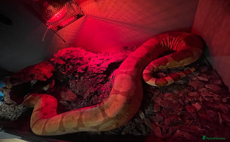 Boa Snake reptiles - Advert 1
