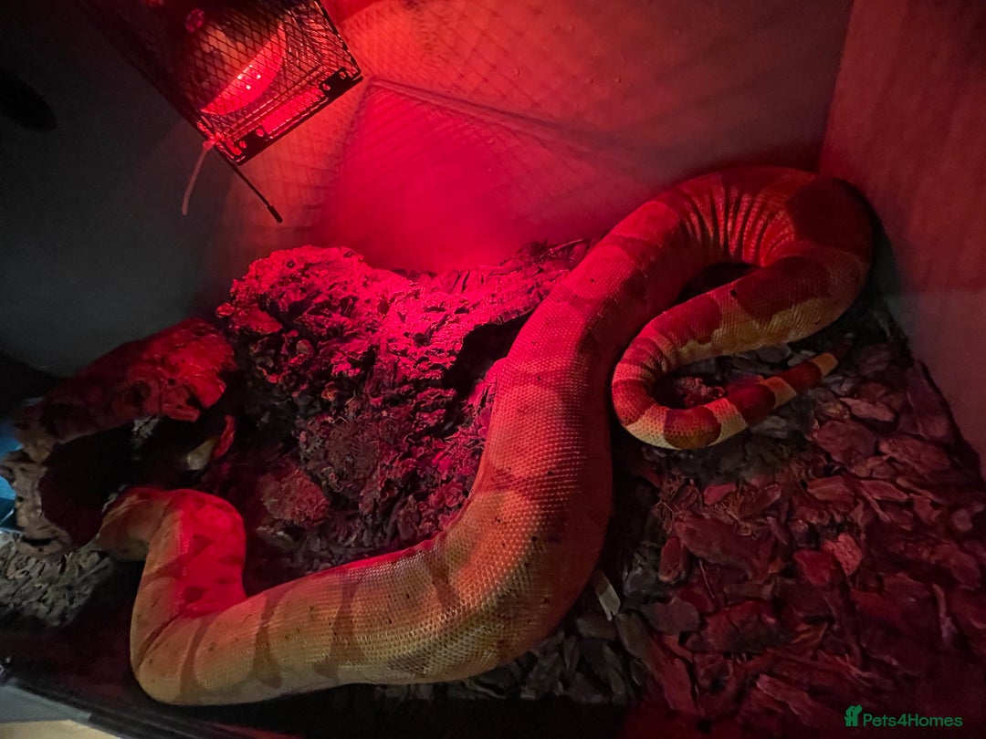 Boa Snake reptiles for sale: Salmon het boa - Image 1