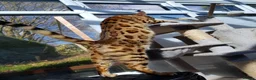 Bengal cats for sale: Stunning Pure Bengal Kittens Ready For Reservation - Advert 40