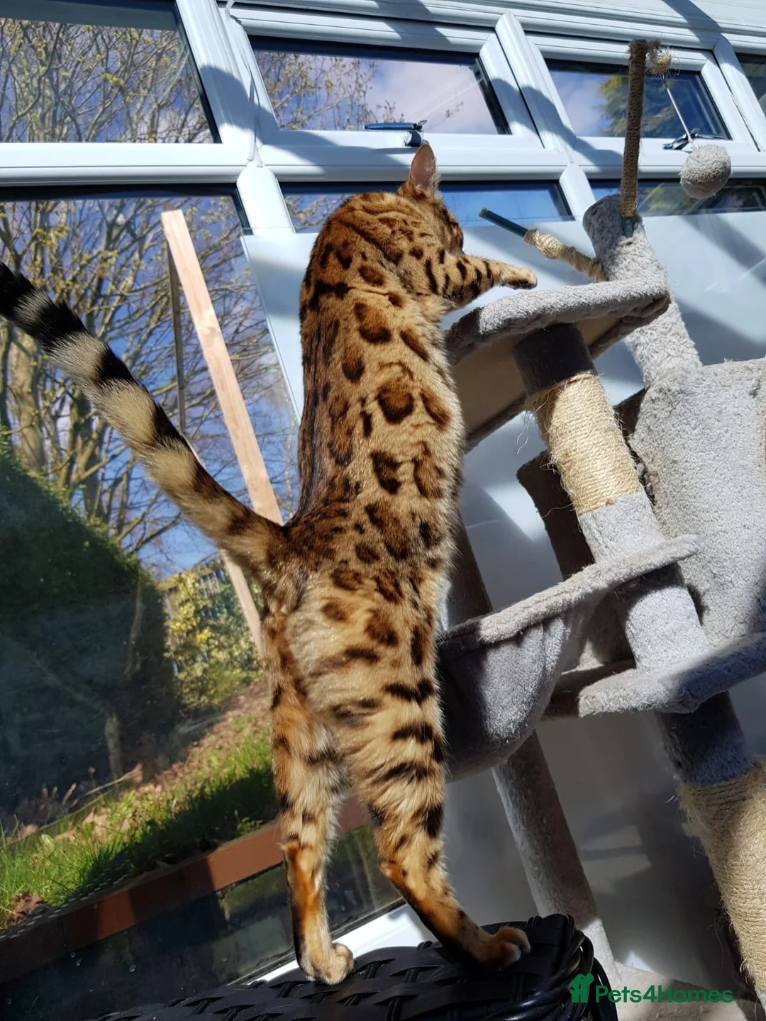 Bengal cats for sale: Stunning Pure Bengal Kittens Ready For Reservation - Advert 40